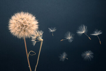 dandelion seeds fly from a flower on a dark blue background. botany and bloom growth propagation.