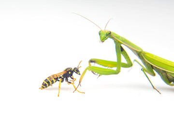 praying mantis is fighting a wasp close-up on a white background. Hunting in the world of insects. Prey for eating insects