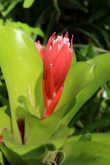 Beautiful Billbergia pyramidalis flower in Florida zoological garden, closeup 