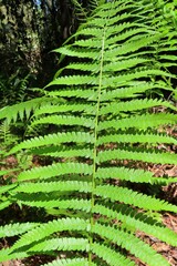 Common fern leaves (Dryopteris filix-mas) in Florida nature, closeup