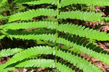 Common fern leaves (Dryopteris filix-mas) in Florida nature, closeup