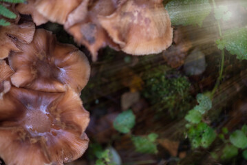 Wild mushrooms grow on a mossy log in a dark forest, illuminated by dramatic sunlight. Captures mystery, magic, nature, and the environment.