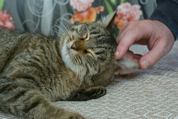 A man's hand strokes a gray cat sleeping on a brown sofa.