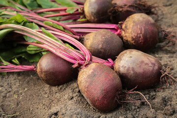 Beetroot fresh harvest in garden. Bunch of freshly harvested raw beetroots on soil ground close up. Organic vegetables autumn harvest