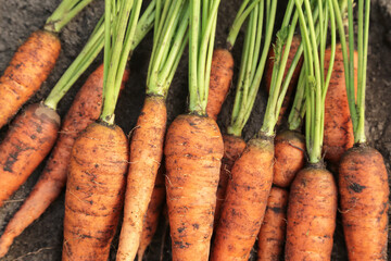 Carrot harvest on soil ground in garden, harvesting. Bunch of organic fresh orange carrots with...