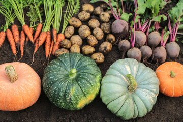 Organic vegetables in garden. Autumn harvest of fresh dirty carrot, beetroot, pumpkins and potatoes on soil ground. Harvesting, cultivation