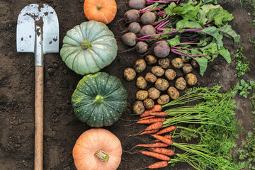 Autumn vegetables harvest background texture. Fresh raw organic carrot, beetroot, potatoes and...
