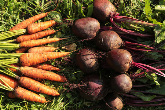 Harvesting carrot and beetroot in garden. Bunch of organic dirty fresh carrots and beets harvest with tops on green grass on sun in sunlight closeup top view