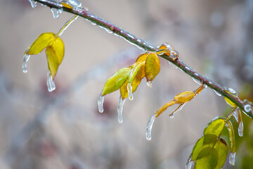 Icicles on icy branches and green leaves of trees. season of temperature changes and winter weather in autumn