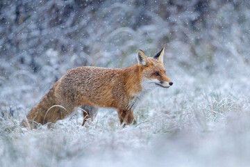 Obraz premium Red fox ( Vulpes vulpes ) in winter scenery