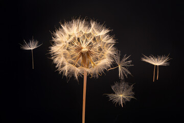 dandelion seeds fly from a flower on a dark blue background. botany and bloom growth propagation.