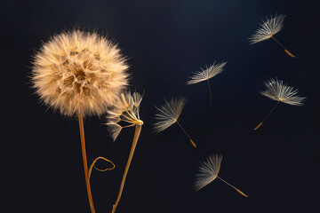 dandelion seeds fly from a flower on a dark blue background. botany and bloom growth propagation.