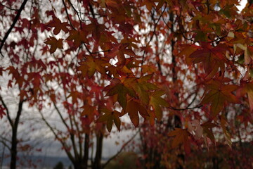 Autumn leaves in the park