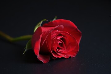 Solitary red rose resting on a dark surface, creating moody still life.
