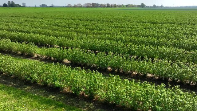Drone Shot Over Plantations of Hazelnut or other bushy agroculture. Hazelnut trees agriculture cultivation field aerial view. 4K