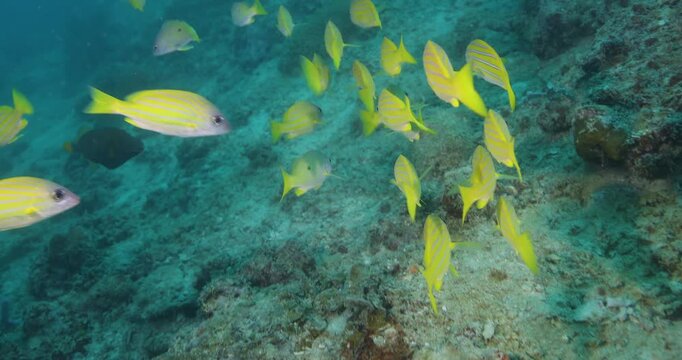 Underwater shot of Flock herd of bluestripe snapper fish bait ball hiding from the shark. A fish swimming around coral reef. Seascape with schooling yellow Jack fish around corals of the Caribbean Sea