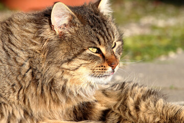 Fototapete bei efototapeten.de bestellen   