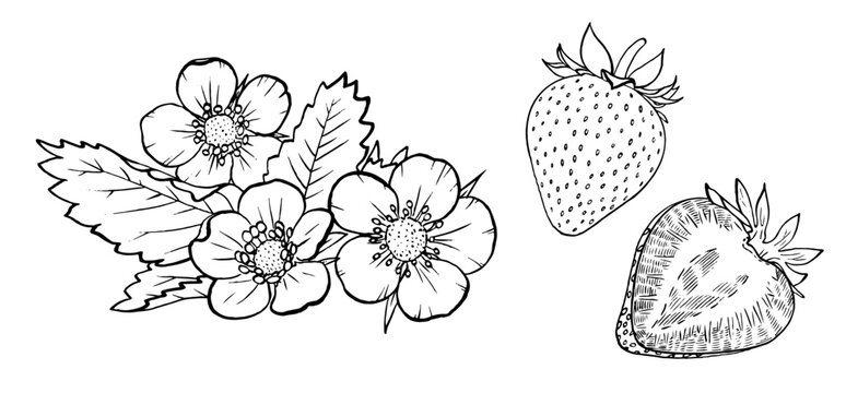 Strawberry vector illustration. Engraved style illustration. Sketched hand drawn berry, flowers, leafs.