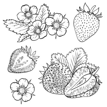 Strawberry vector illustration. Engraved style illustration. Sketched hand drawn berry, flowers, leafs.