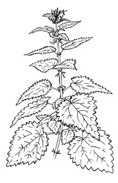 nettle vector illustration