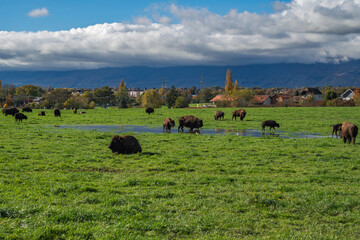 Fototapety na wymiar - Fototapeta24.pl