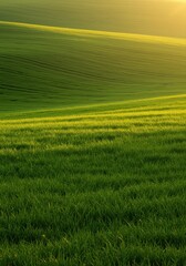 Fototapeta premium Soft golden light illuminates vast rolling slopes of vibrant green grass, creating an atmosphere of deep quietude and natural harmony ,calm ,warm light ,rural