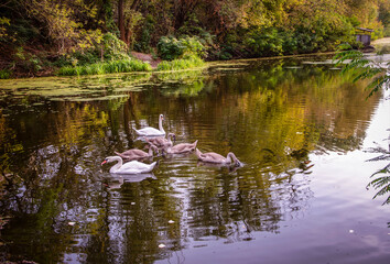 A family of wild swans swims on a lake.