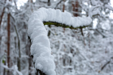 Snow-covered curved tree branch in a winter forest, captured in soft light with a shallow depth of field and natural frosty textures