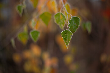 Frost-touched green birch leaves in soft autumn light, creating a delicate seasonal close-up with warm blurred background