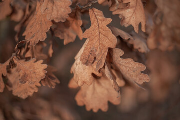 Dry oak leaves in warm autumn light, creating a soft, natural close-up with rich seasonal texture and earthy tones