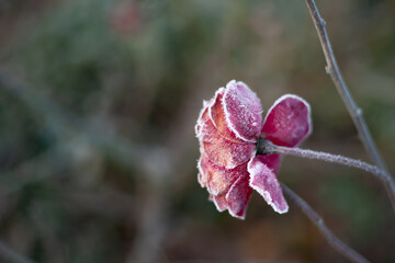 Frost-covered wilted rose flower in soft morning light, showing delicate icy details and a blurred natural background