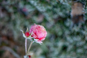 Frost-covered rose bud in cold morning light, creating a delicate winter close-up with soft colors and a blurred natural background