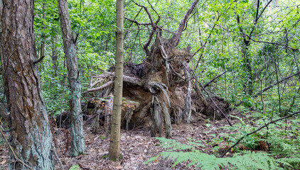 Exposed roots of a fallen tree with soil particles and moisture in a shaded woodland. Root system of a fallen tree, fallen tree in the forest, storm,