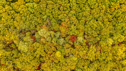 autumn, fall, leaf, leaves, red, yellow, maple, nature, season, orange, branch, forest, color, park, foliage, beauty, plant, colorful, gold, beautiful, green, daisetsuzan national park, national park,