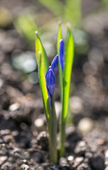 Blauer Krokus mit Bokeh im Hintergrund.