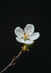 Obraz premium A delicate white flower blossoming slowly, symbolizing freshness, innocence, and spiritual purity on a bright, natural background, spring, ethereal, wedding