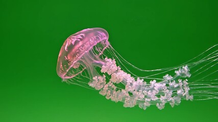 Graceful Jellyfish Drifting in a Vibrant Green Sea A Mesmerizing Underwater Ballet of Bioluminescence and Tranquility Perfect for Nature Documentaries and Ocean Conservation Campaigns.