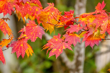 Autumn Colors in Daisetsuzan National Park in Hokkaido, Japan