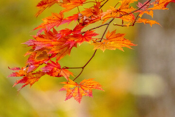 Autumn Colors in Daisetsuzan National Park in Hokkaido, Japan