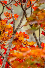 Autumn Colors in Daisetsuzan National Park in Hokkaido, Japan