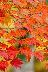 Autumn Colors in Daisetsuzan National Park in Hokkaido, Japan