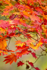 Autumn Colors in Daisetsuzan National Park in Hokkaido, Japan