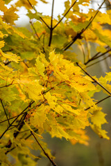 Autumn Colors in Daisetsuzan National Park in Hokkaido, Japan