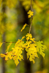 Autumn Colors in Daisetsuzan National Park in Hokkaido, Japan
