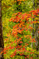 Autumn Colors in Daisetsuzan National Park in Hokkaido, Japan
