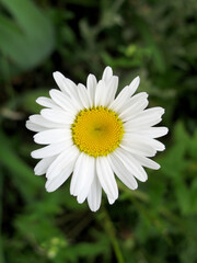 Fototapeta premium white daisy with a yellow center, top view, vertical frame