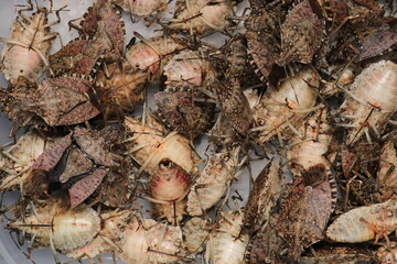 Halyomorpha Halys insect kahverengi kokarca b&ouml;ceği macro photo	