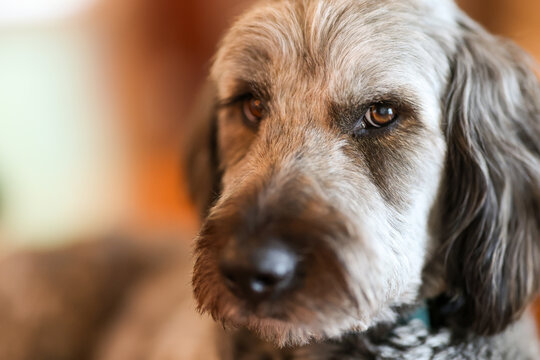 Pretty Aussiedoodle dog with rough fur and a friendly face featuring kind eyes. The popular pet breed is combination of Australian Shepherd and Poodle. The animal has great pyrenees in mixed lineage