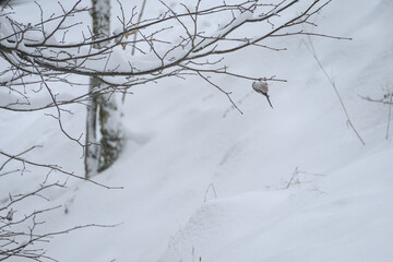 Small grey meadow tit bird examining a twig outside in winter.
