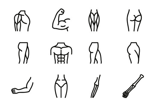 Muscle Anatomy Icons. Anatomy of muscles. Line icon set of anatomy of muscles: deltoid, biceps, triceps, quadriceps, hamstring, pectoral, calf muscle, gluteus,